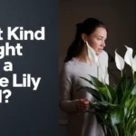 What Kind of Light Does a Peace Lily Need?