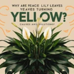 Why are Peace Lily Leaves Turning Yellow? Causes and Solutions