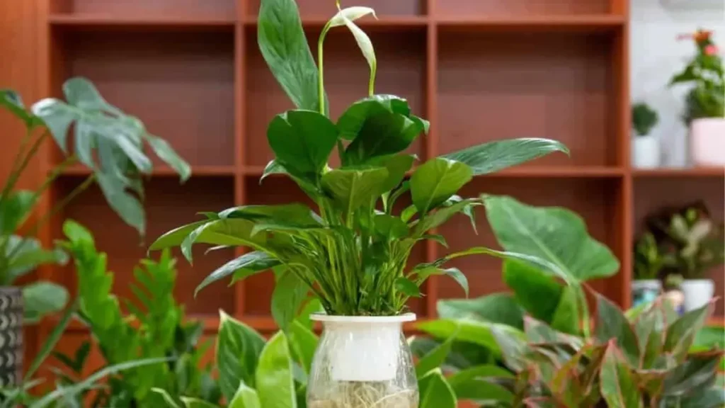 Peace Lily Allergy
