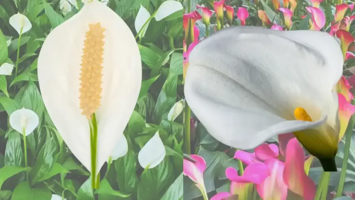 Calla Lily vs Peace Lily: Which Is Best for Your Home?