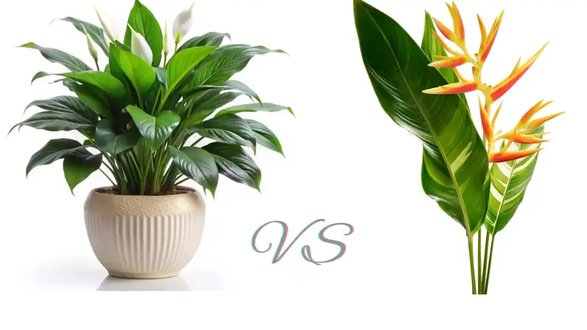 Peeacelily | Peace Lily vs Bird of Paradise : An Analysis of Indoor Plant Peace Lily vs Bird of Paradise : An Analysis of Indoor Plant