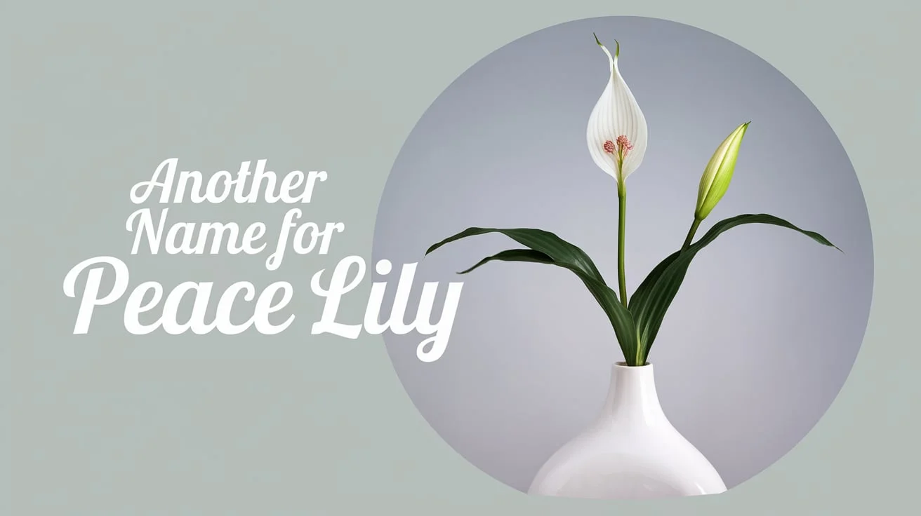 Another Name for Peace Lily : The Different Names of This Houseplant