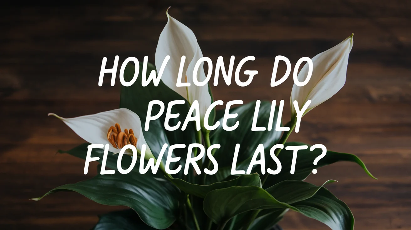 How Long Do Peace Lily Flowers Last?