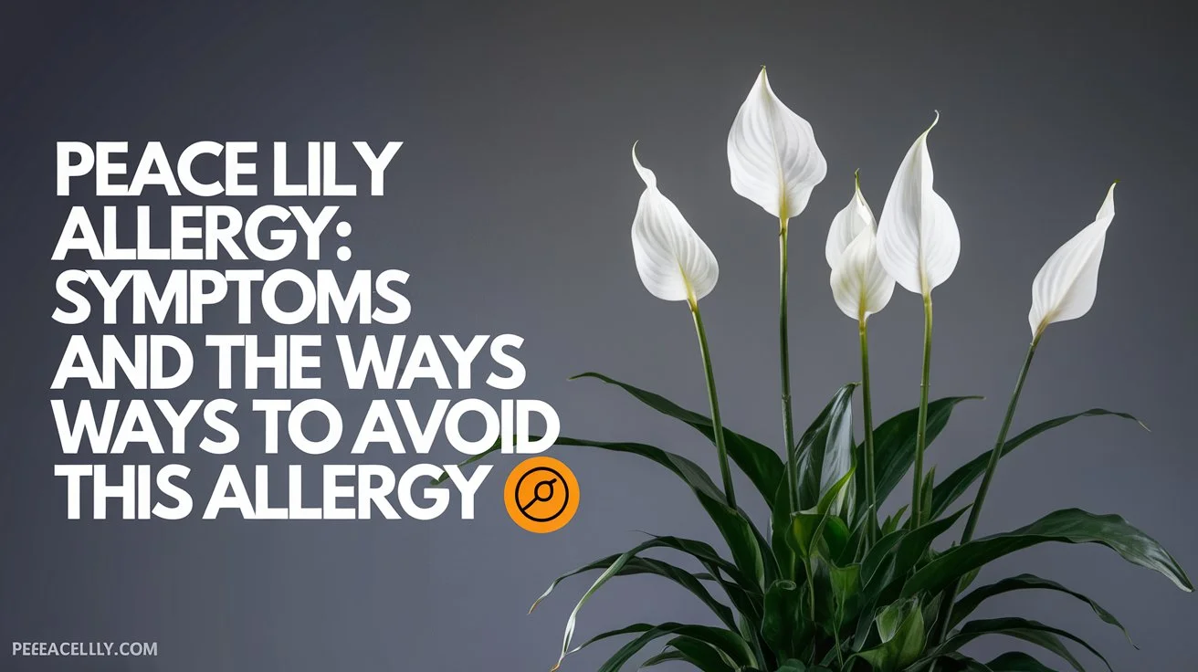 Peace Lily Allergy: Symptoms and the Ways to Avoid this Allergy