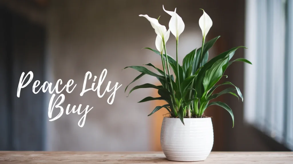 Peace Lily Buy: How to Settle for the Ideal Vic Affiliate Plant to for Home Use