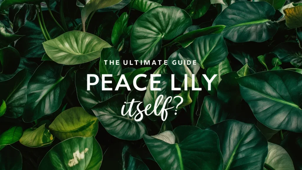 Can a Peace Lily Care for Itself? 🌿 The Ultimate Guide to Peace Lily Care