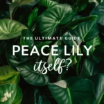 can a peace lily care for itself