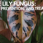 Peace Lily Fungus: Causes, Prevention, and Treatment