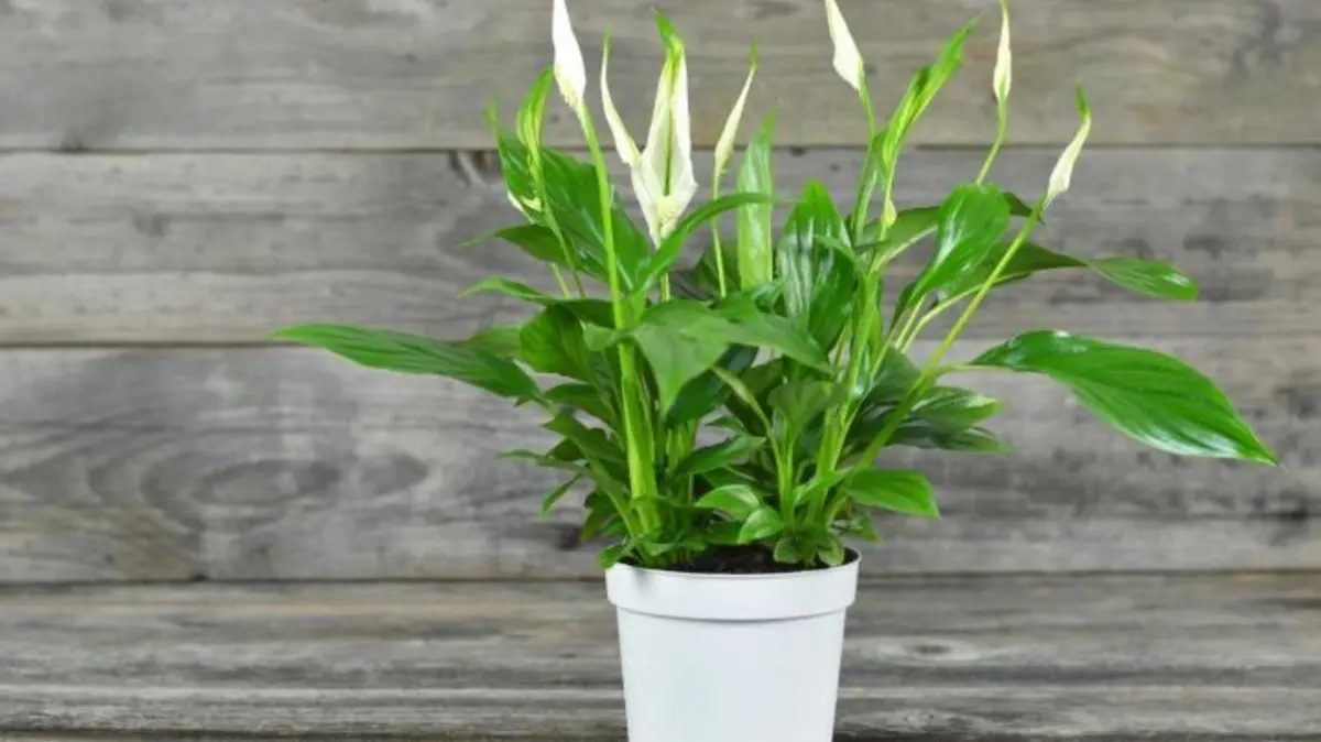 Peeacelily | Lilac Peace Lily: A Pictoresque and Unique Indoor Plant Lilac Peace Lily: A Pictoresque and Unique Indoor Plant