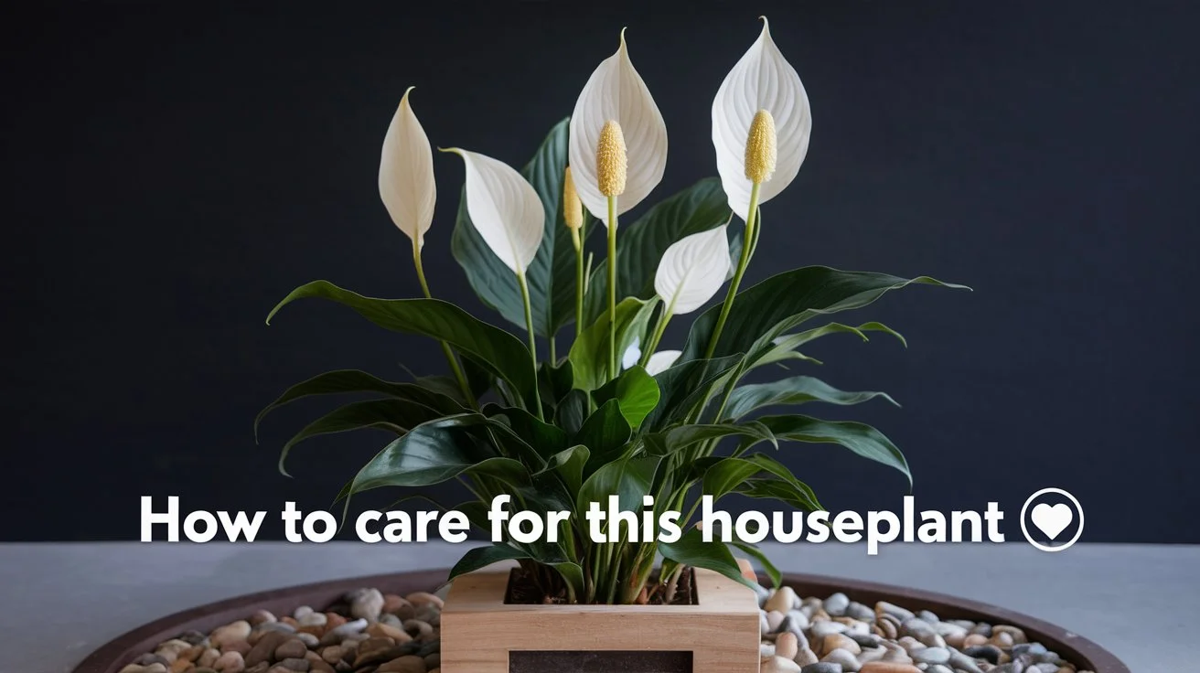 Spath Plant Peace Lily : How to Care for This Houseplant