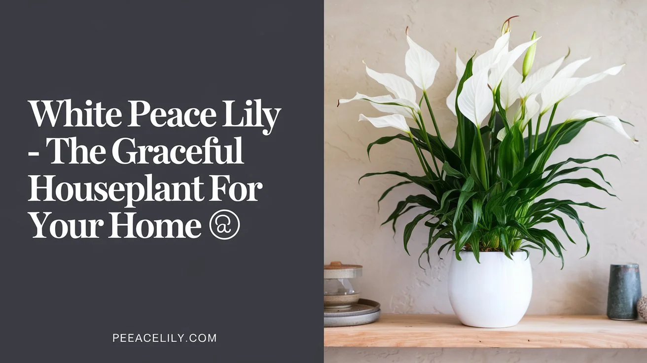 White Peace Lily-The Graceful Houseplant For Your Home