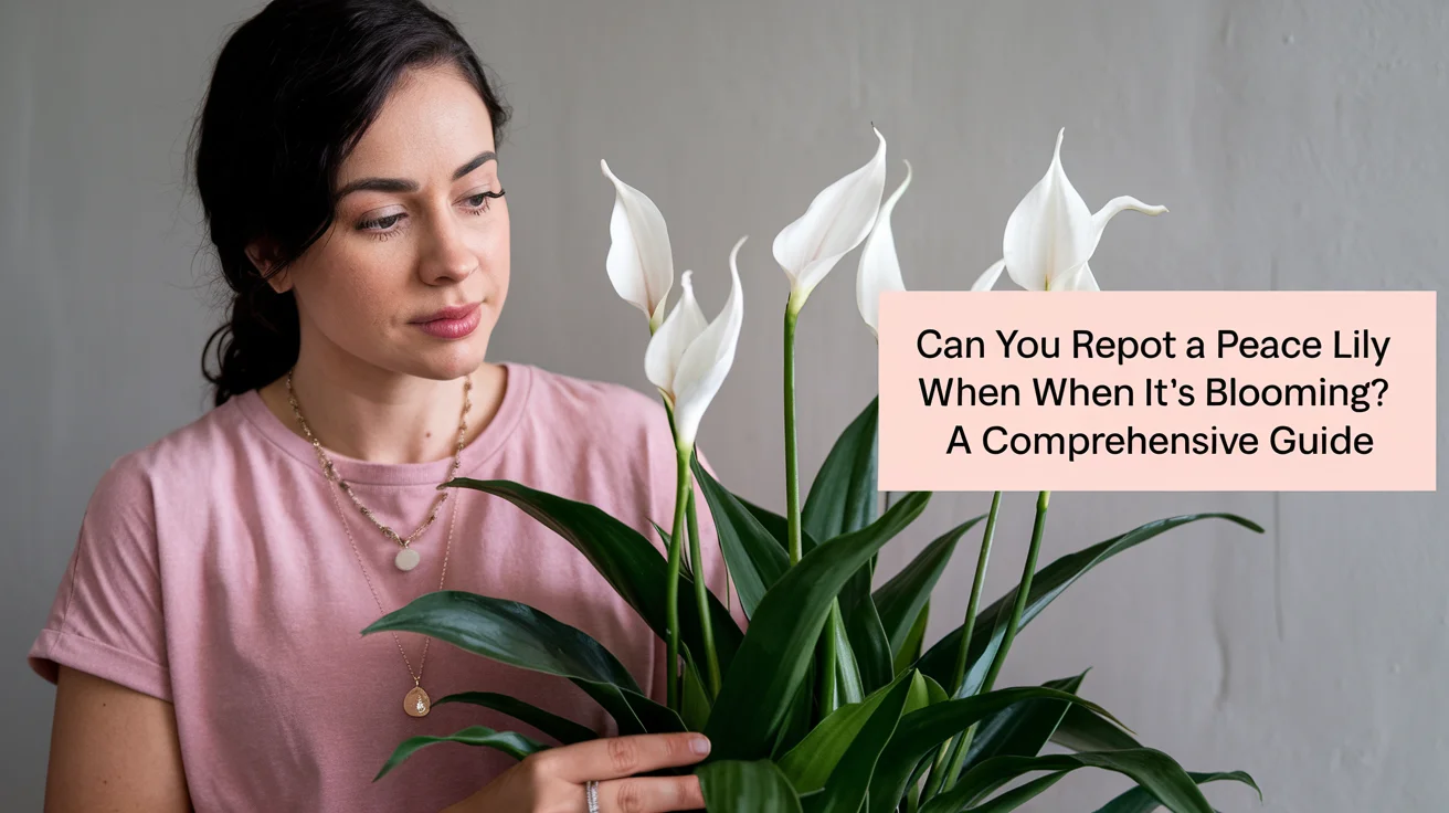 Can You Repot a Peace Lily When It’s Blooming