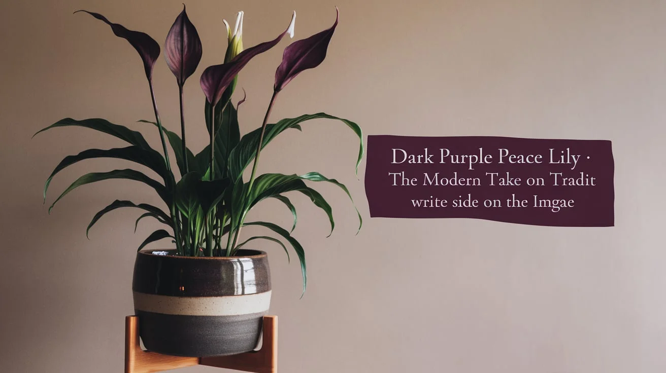 Dark Purple Peace Lily The Modern Take on Traditional Plant