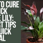 How to Cure for Sick Peace Lily: Expert Tips for Quick Revival