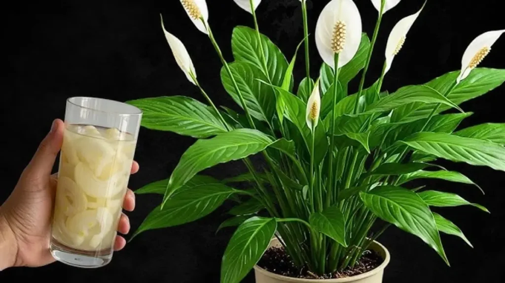 Sugar Water for Peace Lily – Myth or Growth Hack?