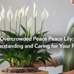 Overcrowded Peace Lily: Understanding and Caring for Your Plant