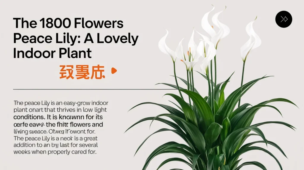 The 1800 Flowers Peace Lily: A Lovely Indoor Plant 🌸