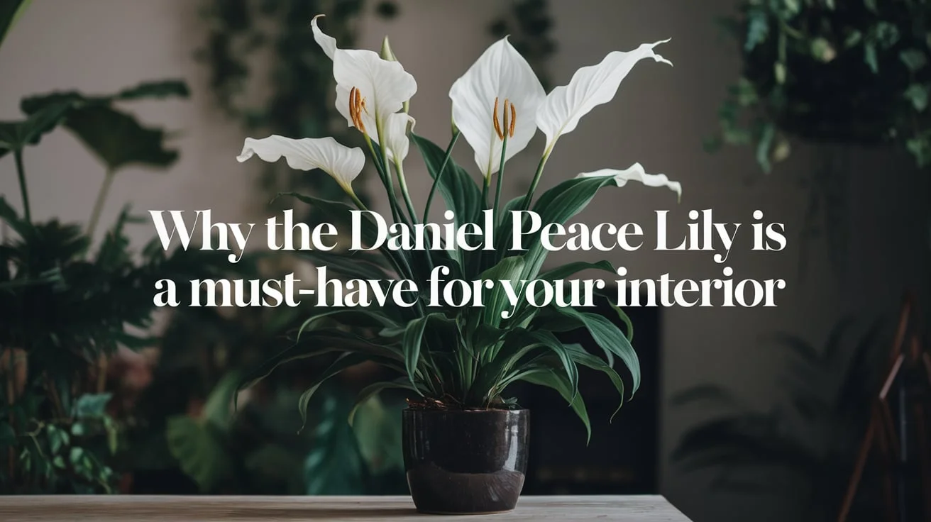 "Why the Daniel Peace Lily Is a Must-Have for Your Interior"