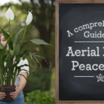 A Comprehensive Guide to Aerial Blight Peace Lily