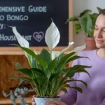 Bongo Bongo Peace Lily: A Unique Houseplant