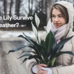 Can Peace Lily Survive in Cold Weather?