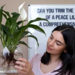 Can You Trim the Roots of a Peace Lily? A Comprehensive Guide