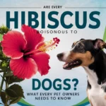 Are Hibiscus Poisonous to Dogs? What Every Pet Owner Needs to Know