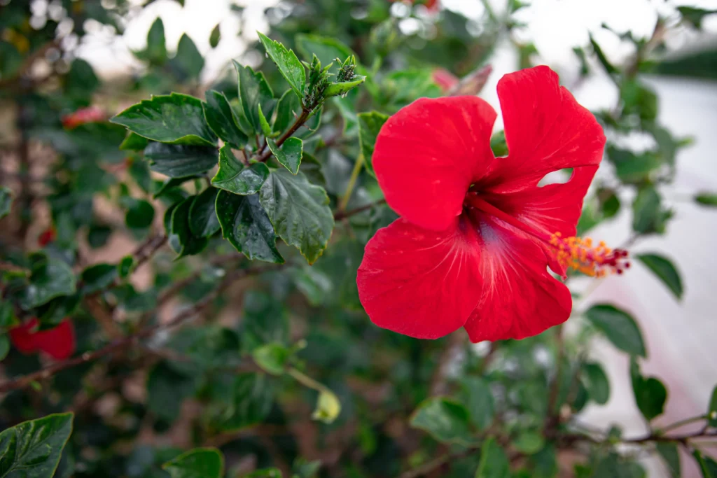 Which Month to Prune Hibiscus? Check the Species