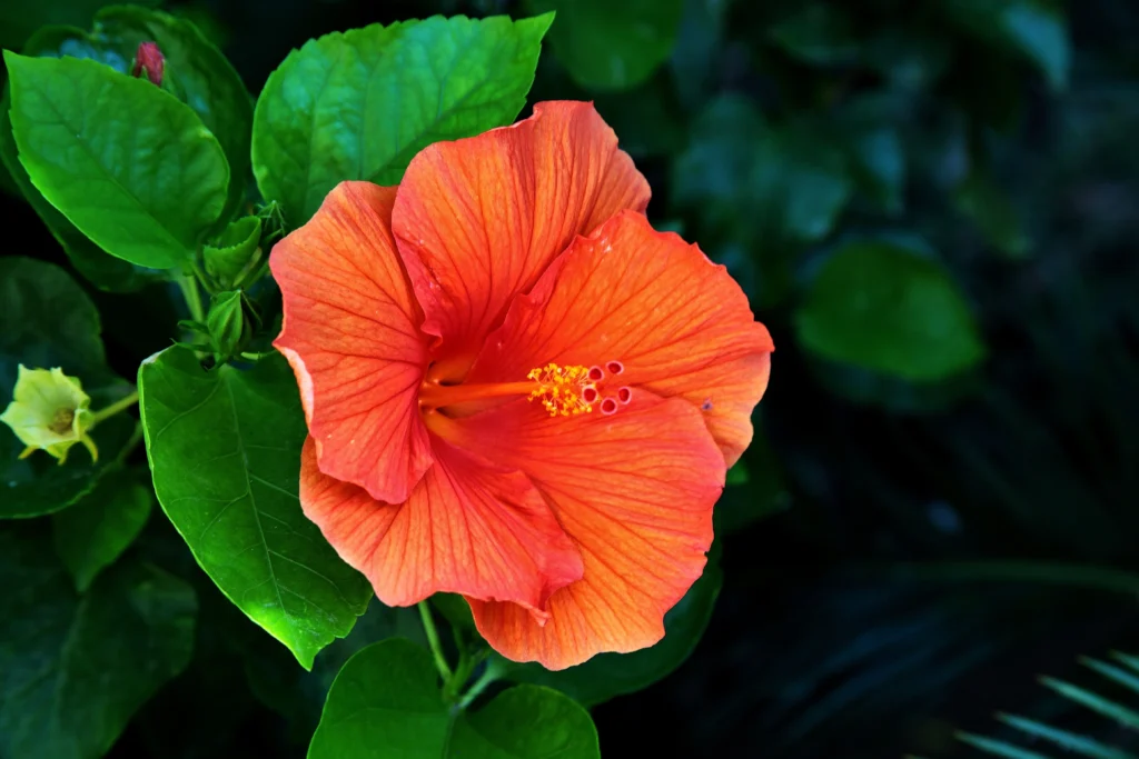 Why Prune Hibiscus?