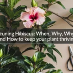 Pruning Hibiscus: When, Why, and How to Keep Your Plant Thriving