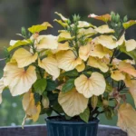 Why Are My Hibiscus Leaves Turning Yellow?