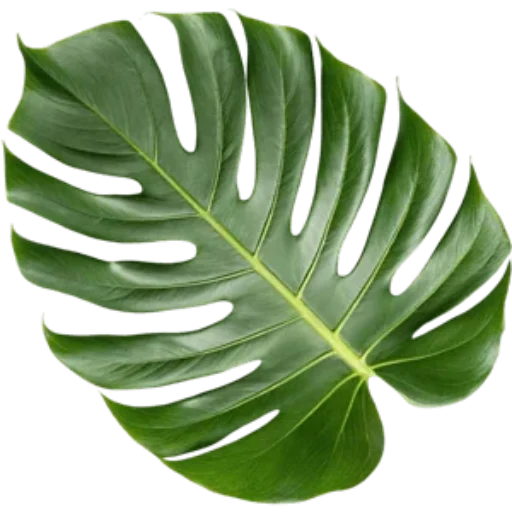Peace Lily in Spanish: Meaning and signification of the name