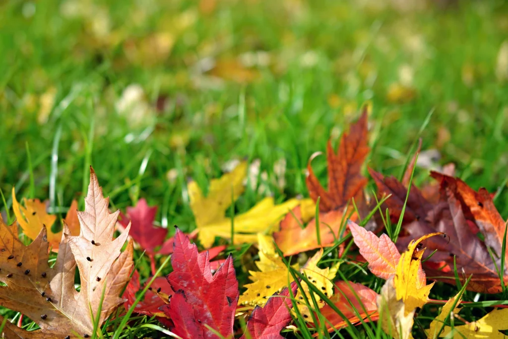 Understanding the Best Time to Seed Your Lawn