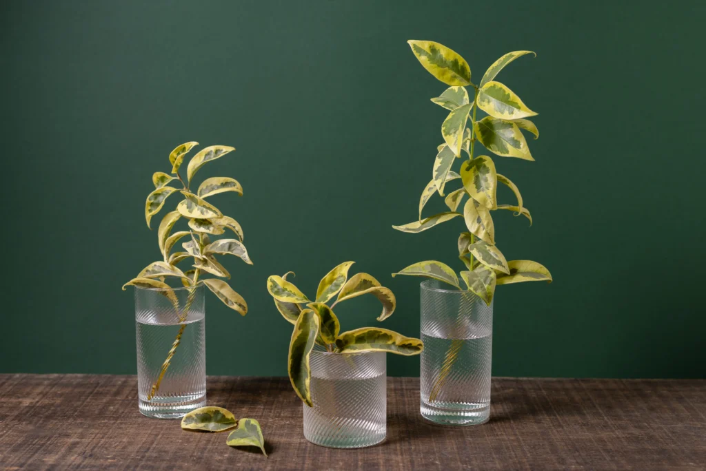 Why Growing Plants in Water Is Gaining Popularity
