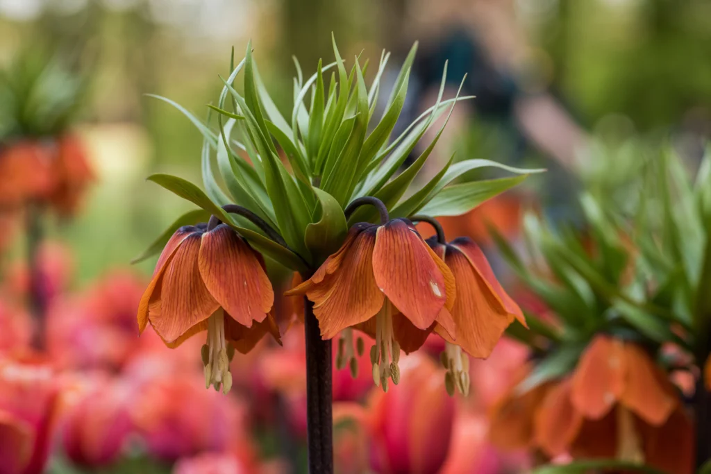 Care mistakes that affect blooming