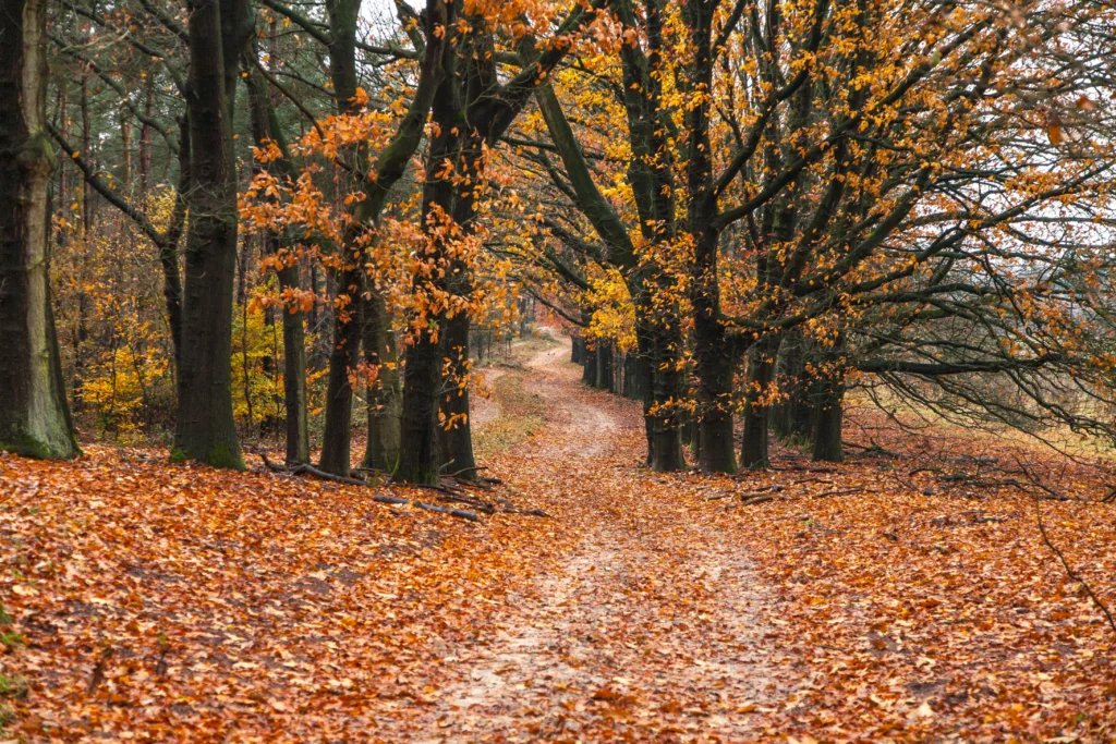 Types of trees and their fall transformations