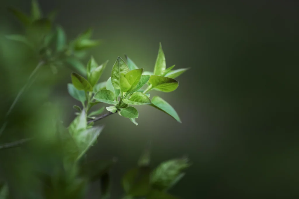 Why plants appear green to our eyes