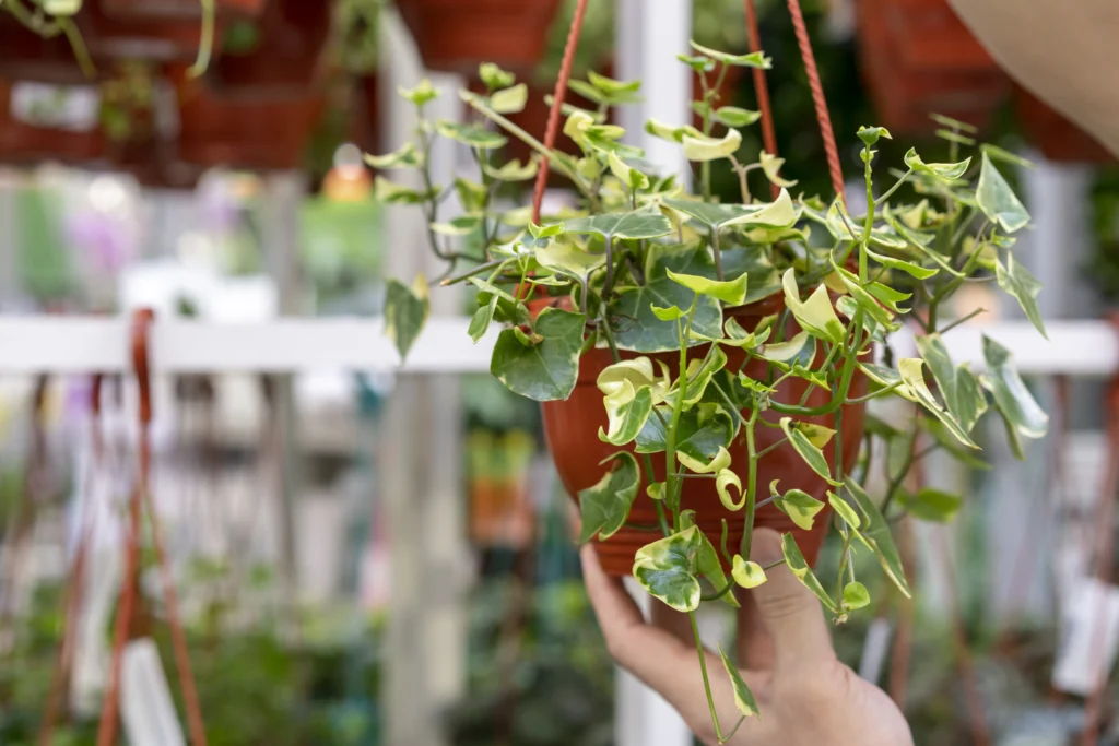 Why Hanging Baskets Dry Out So Quickly