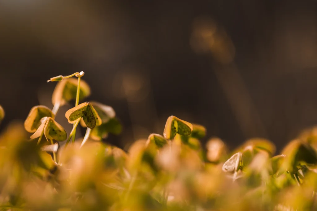 Types of light and their effects on growth