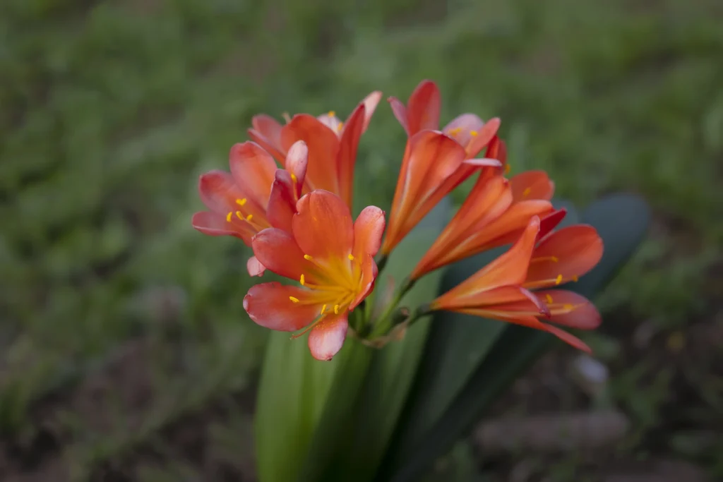 How to properly plant autumn-flowering bulbs