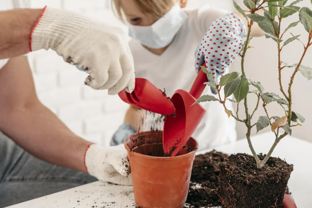 How fertilizer affects plant growth stages