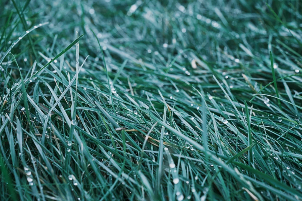 What is dormant seeding, and why does it work