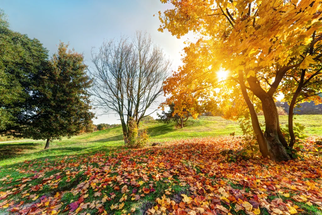 The science behind fall colors