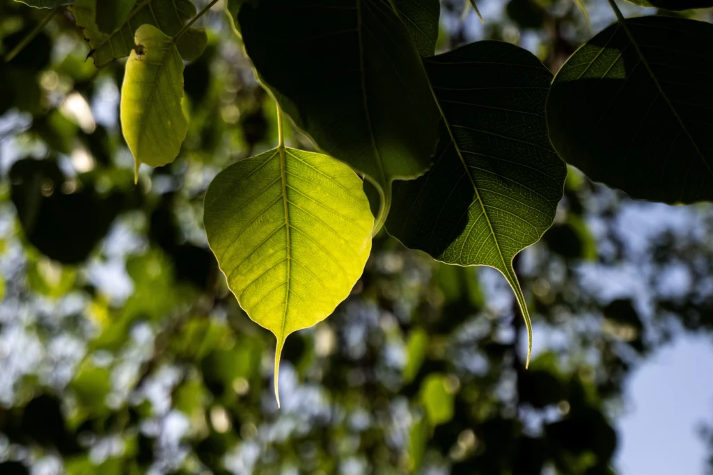 Why plants evolved to reflect green light