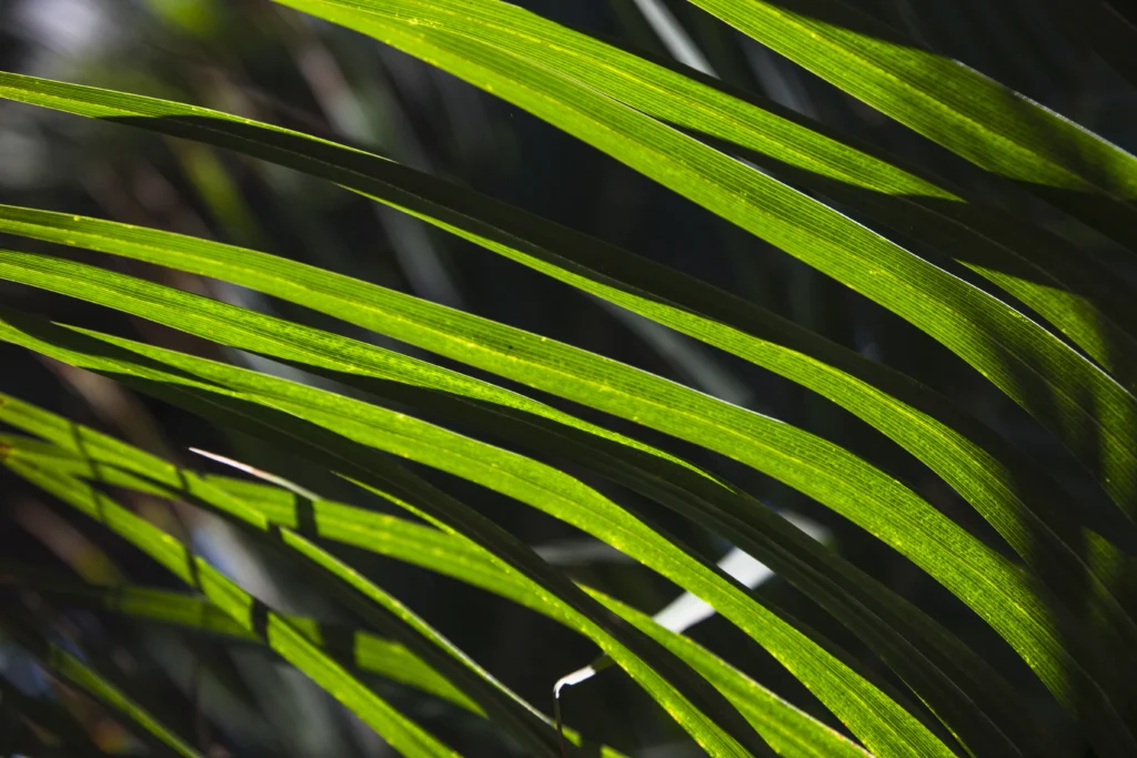 The science of photosynthesis and light absorption