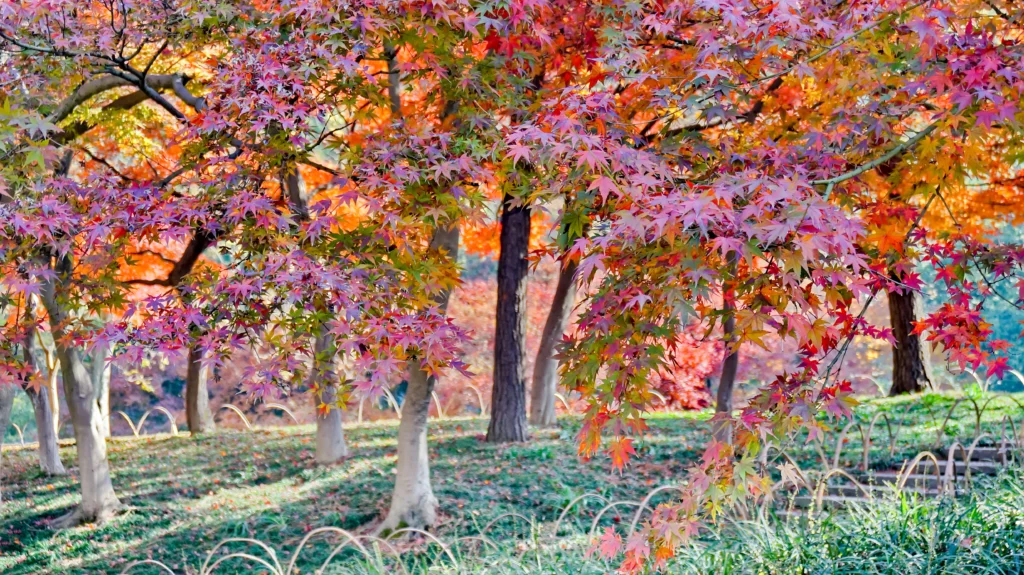 How to Plant and Care for Autumn Cherry Trees