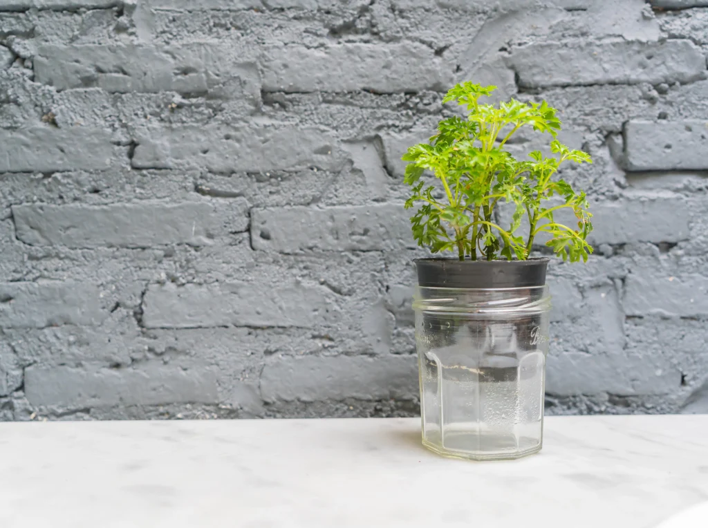 Top Indoor Plants That Thrive in Water