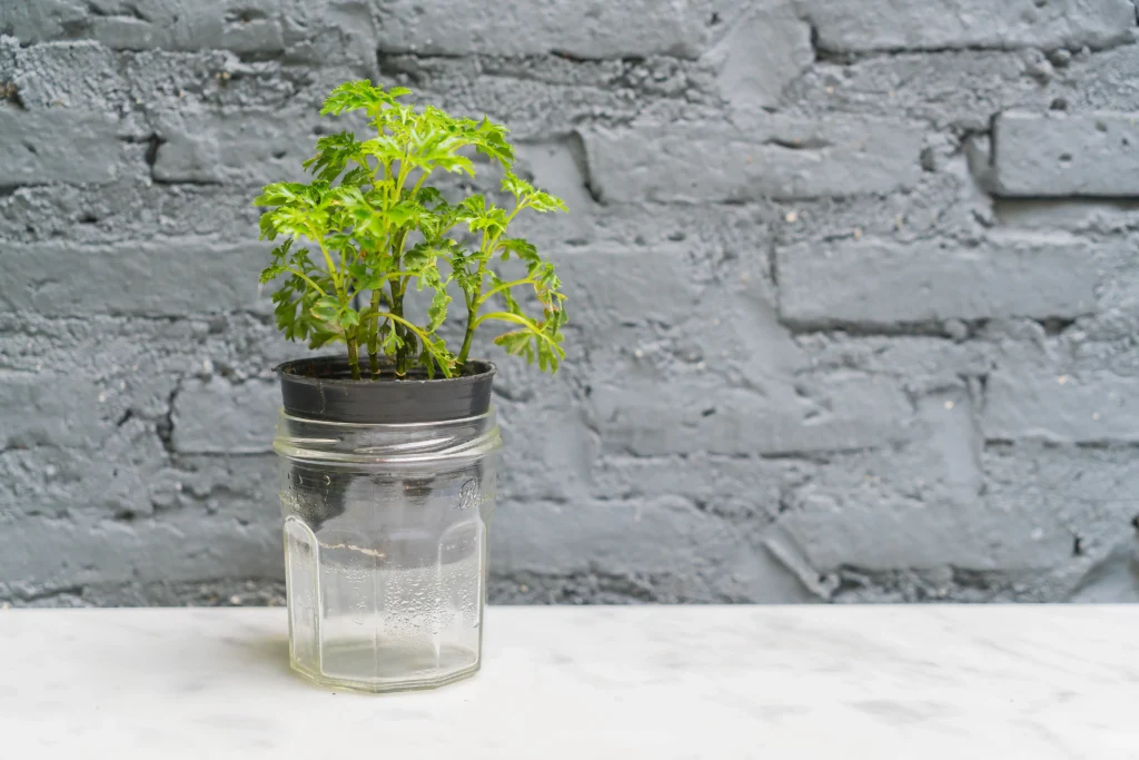 How I Went from Plant Killer to Plant Lover