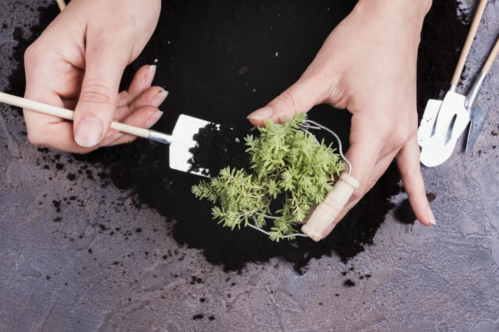 Choosing the right fertilizer for your plants