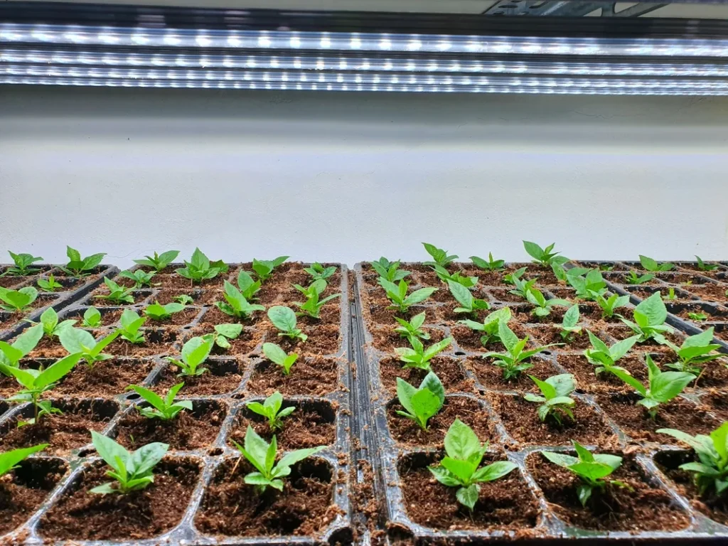 Why Grow Lights Are Essential for Seedlings